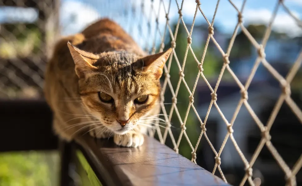 Gato deitado em varanda com tela de proteção em volta