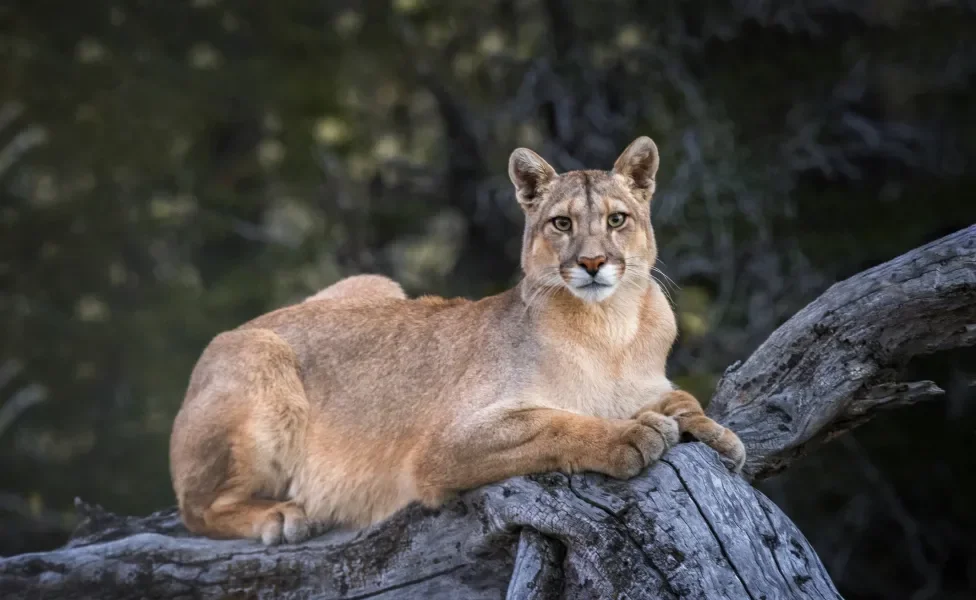 Gato selvagem deitado em tronco de árvore