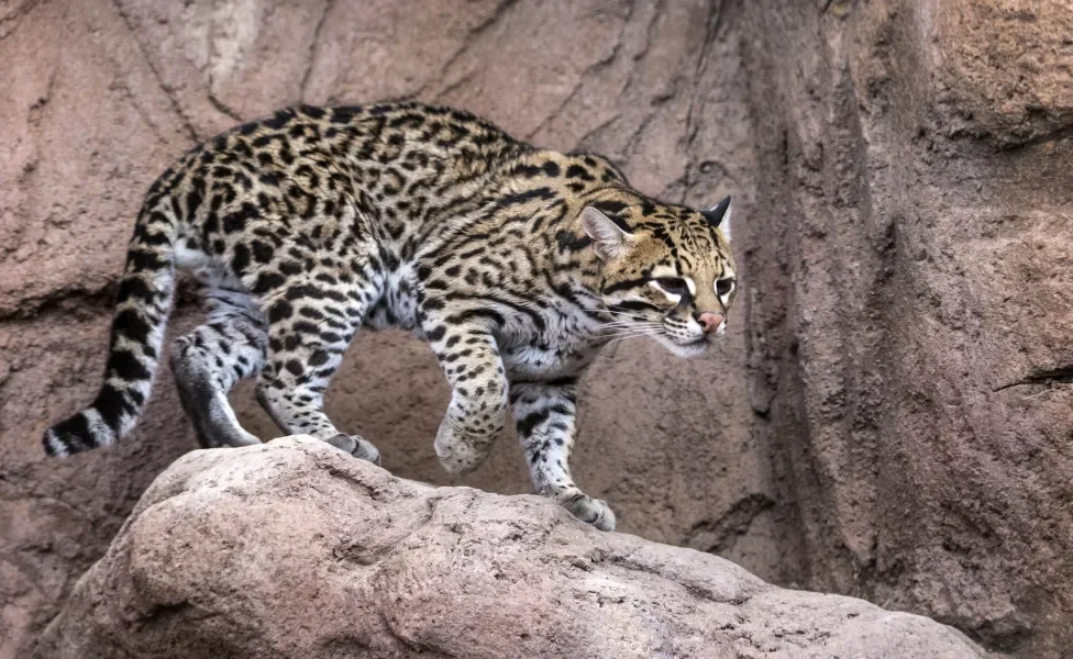 Jaguatirica em cima de pedra