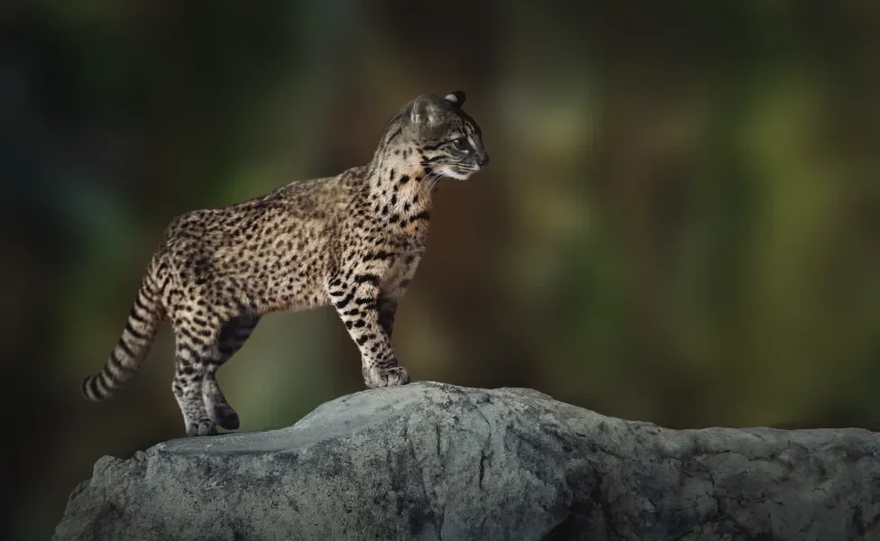Gato selvagem em pé em pedra