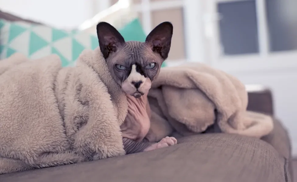 Gato Sphynx embaixo de cobertor