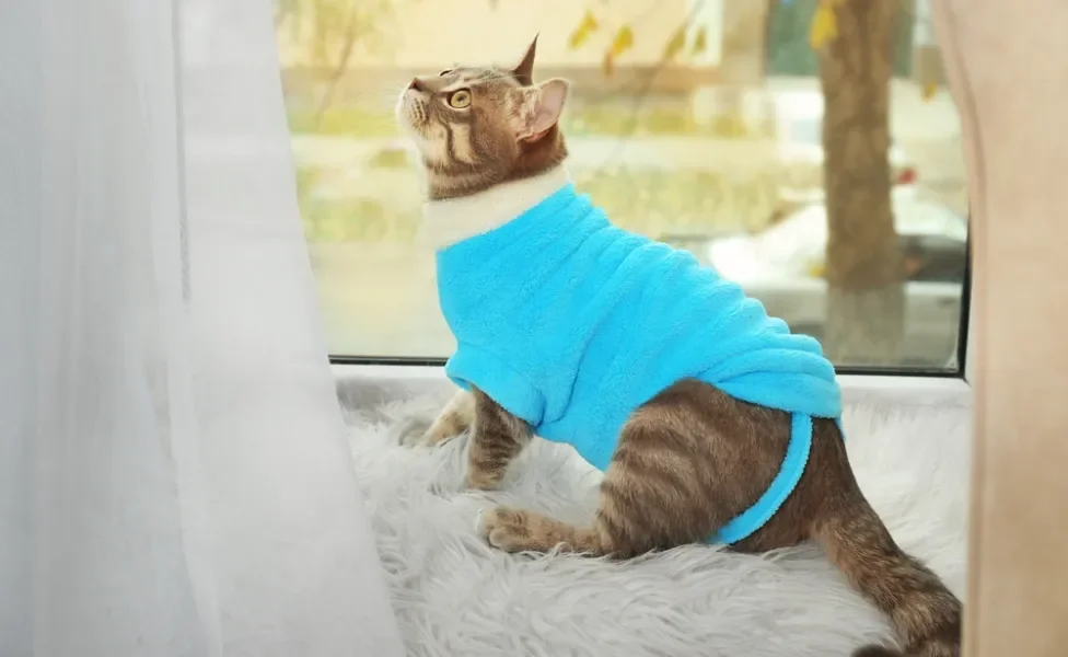 Gato rajado com roupa azul parado em cima de um tapete felpudo em frente à janela