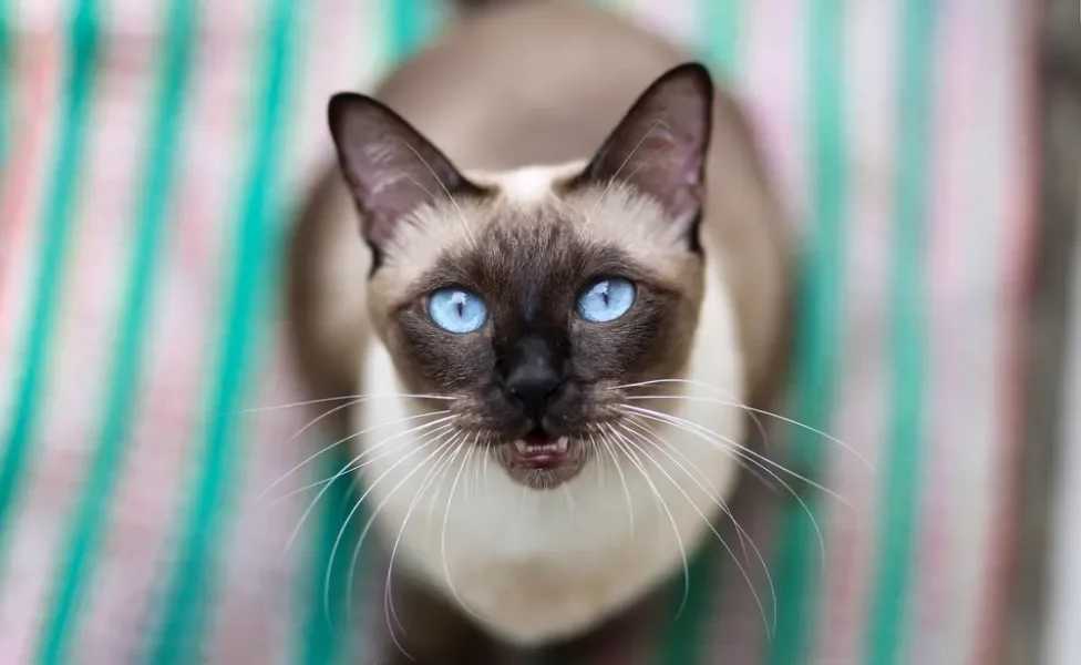 gato siamês olhando para cima