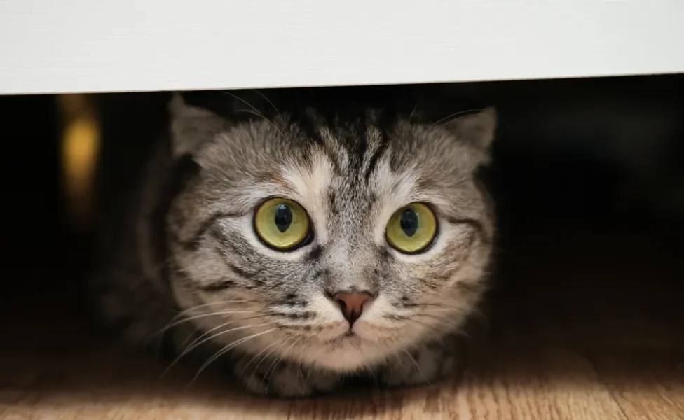 Gato tigrado escondido