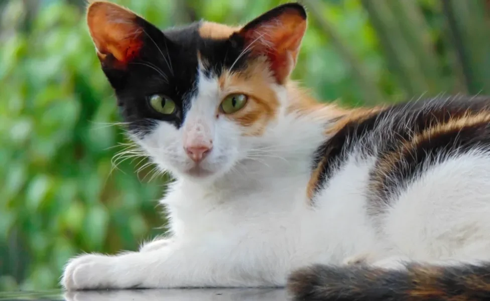 gato tricolor deitado