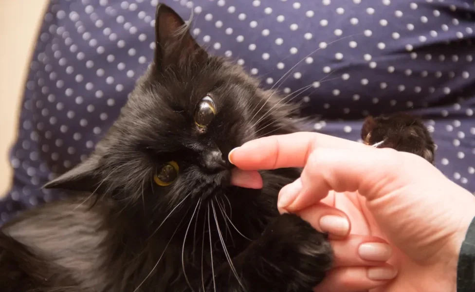 gato lambendo dedo do dono