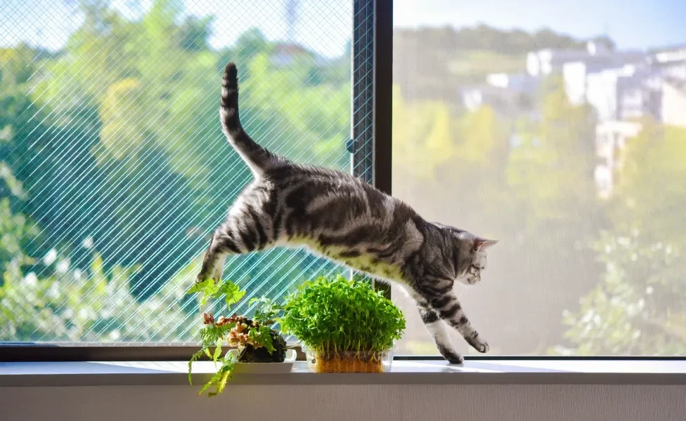 Gato pulando em janela com plantas perto