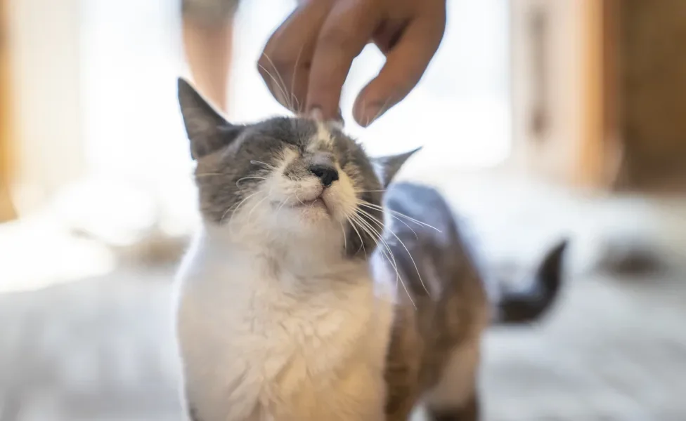 gato recebendo carinho na cabeça