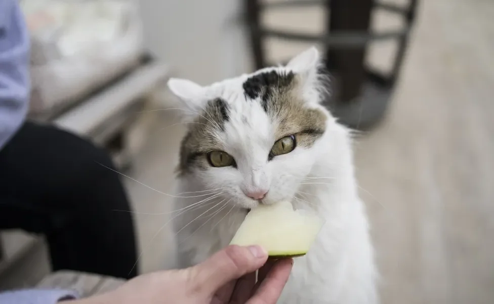 Gato branco mordendo pedaço de melão