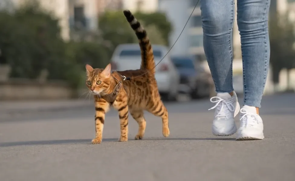 Gato andando na rua com coleira junto com sua tutora