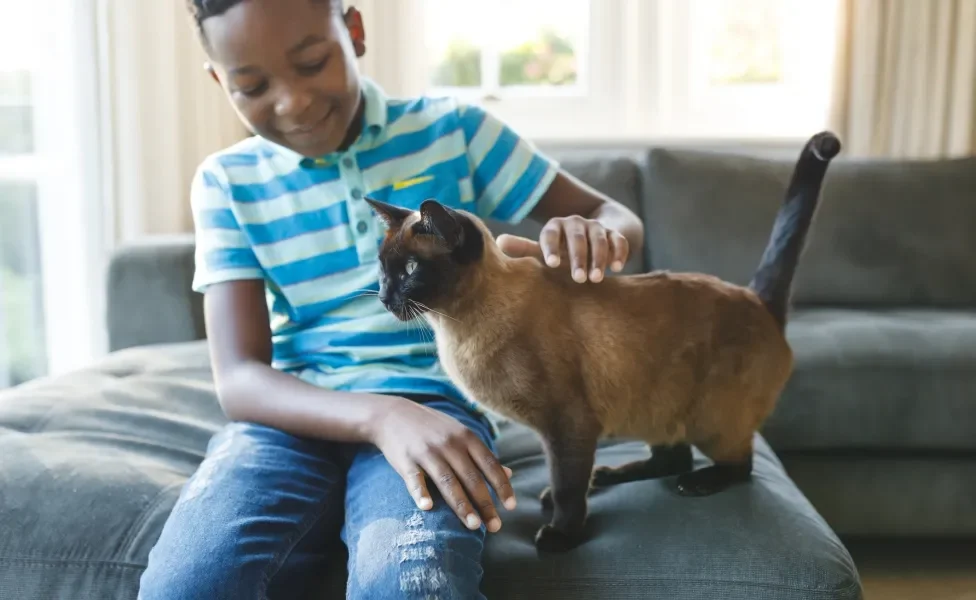 Menino fazendo carinho em um gato siamês