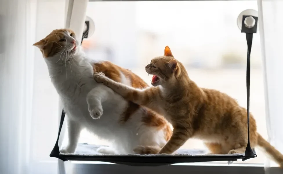 Dois gatos brigando