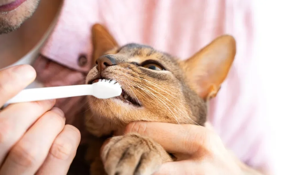 Tutor escovando os dentes de seu gato