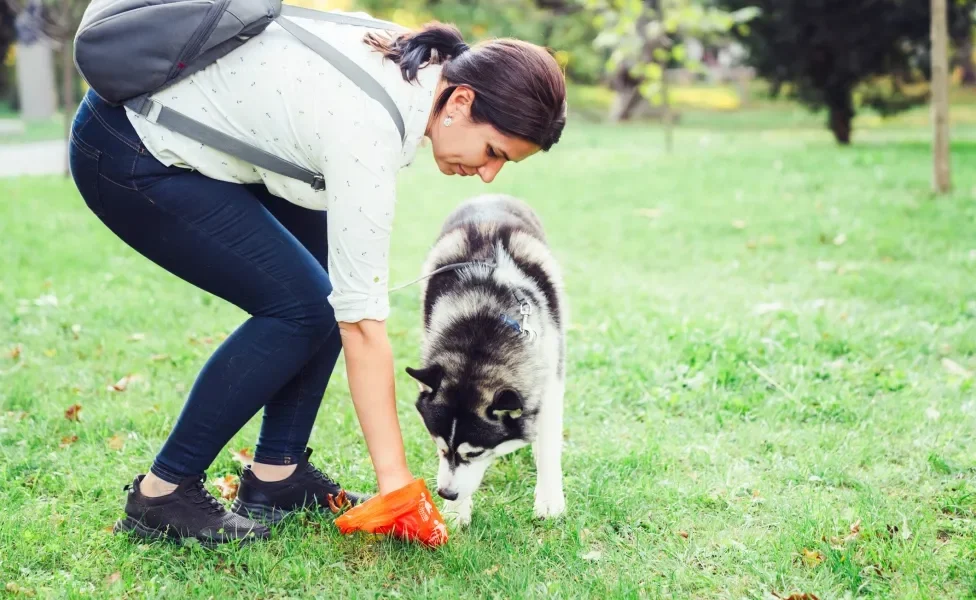 Tutora recolhendo fezes de cachorro na grama ao lado de seu cão husky