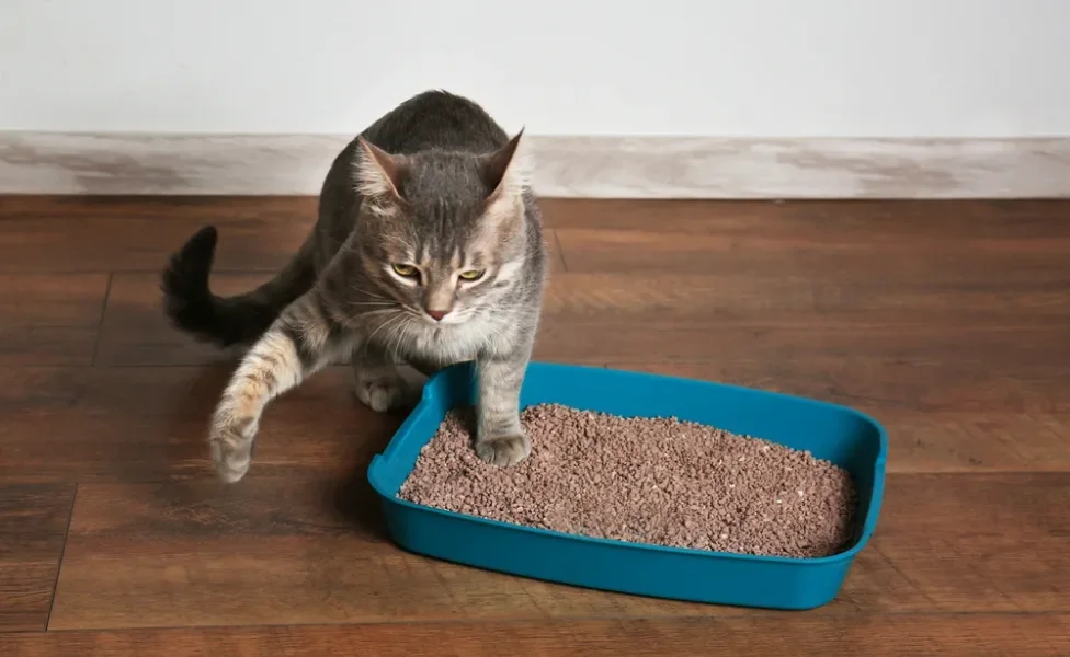 gato na caixa de areia com granulado de areia para gatos
