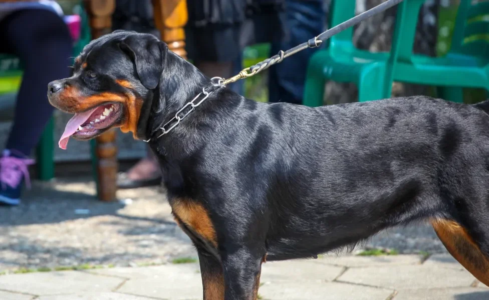 Cão Rottweiler usando coleira escura