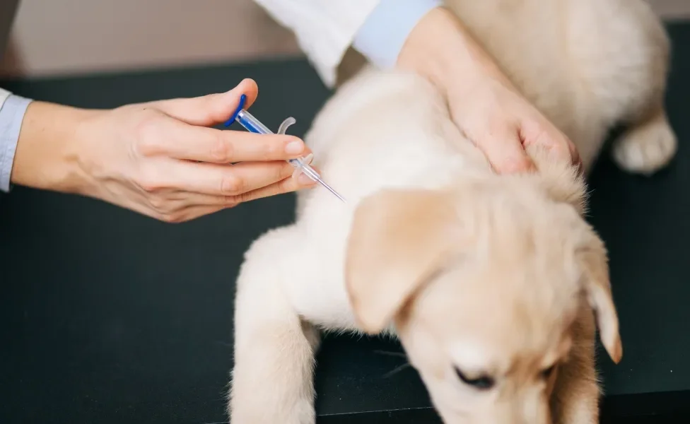 Filhote de Golden Retriever sendo vacinado