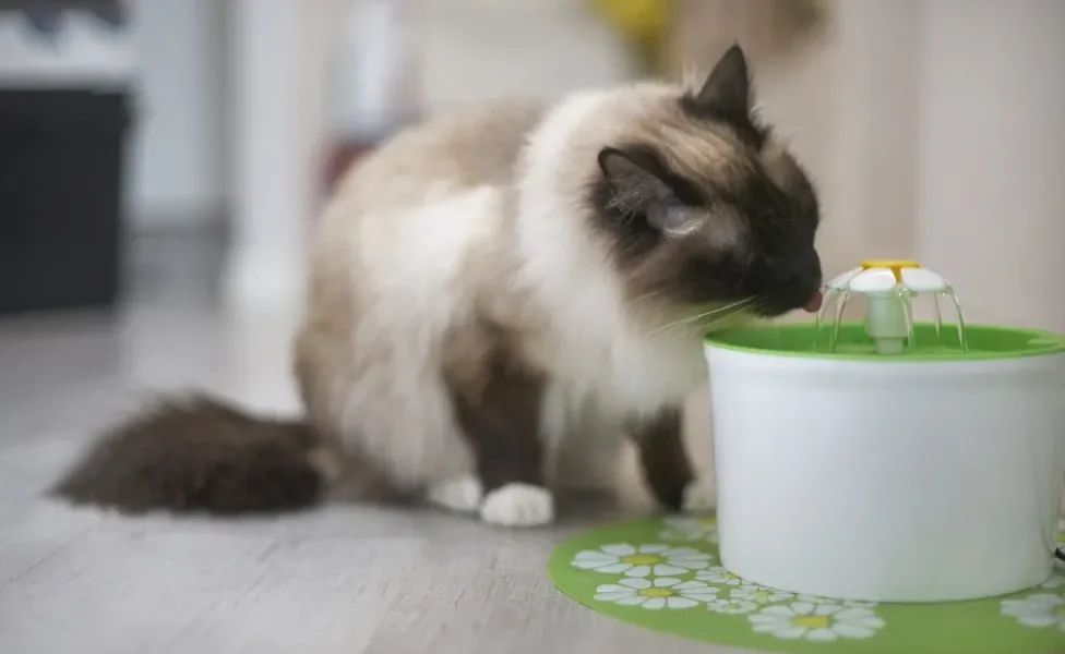 Gato tomando água em fonte própria para gatos