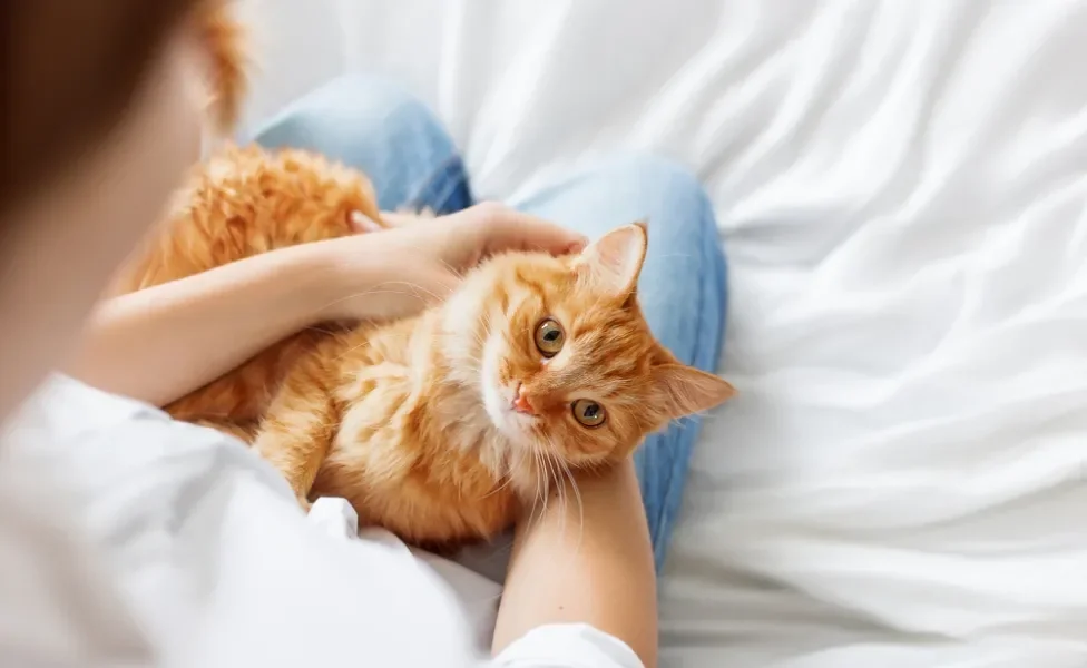 hiperplasia mamária felina: gata no colo da dona