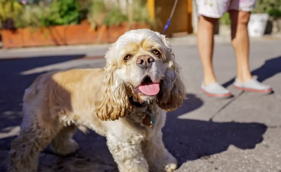 Cachorro na coleira passeando na rua em dia quente