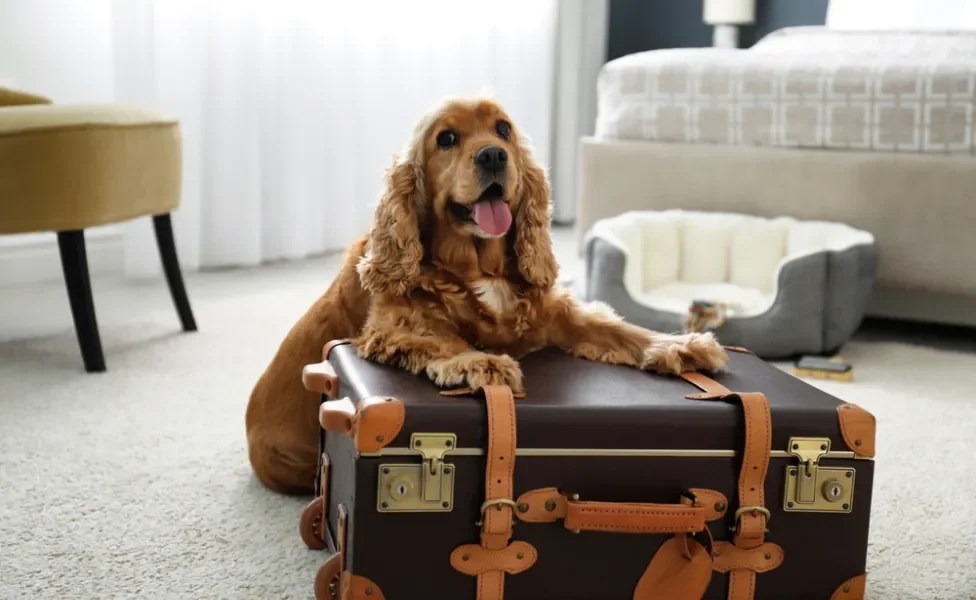 hotel para cachorro: cão em cima de mala de viagem