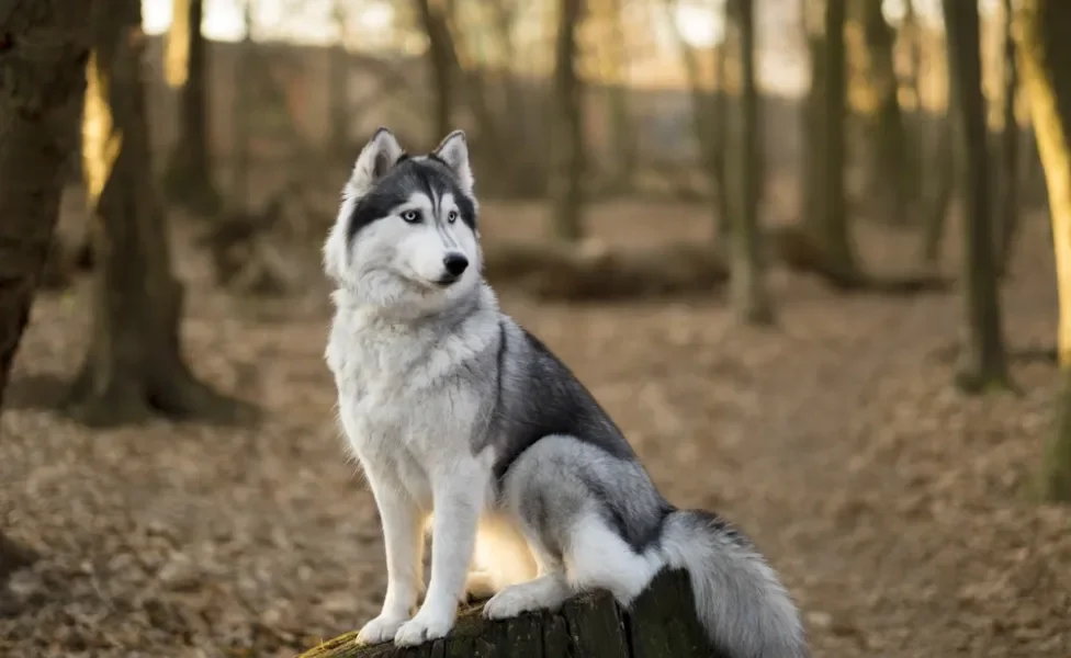 cachorro husky siberiano na floresta