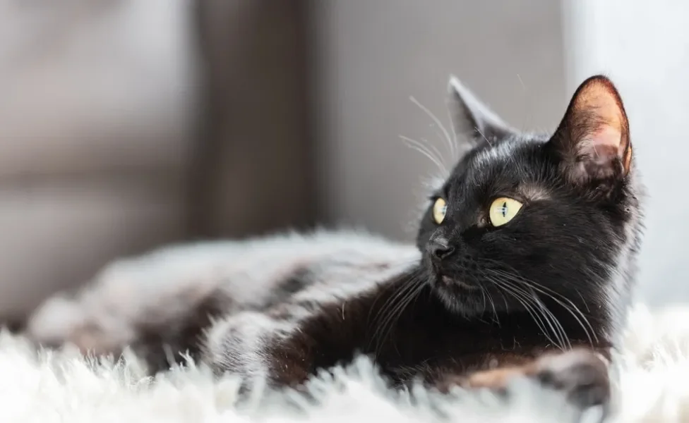 icterícia em gatos: gato preto cansado