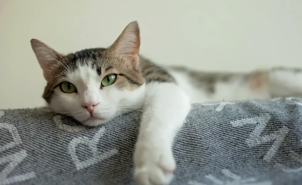 Gatinho branco e rajado deitado com a pata para frente