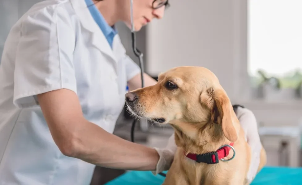 Médica veterinária examinando cachorro deitado