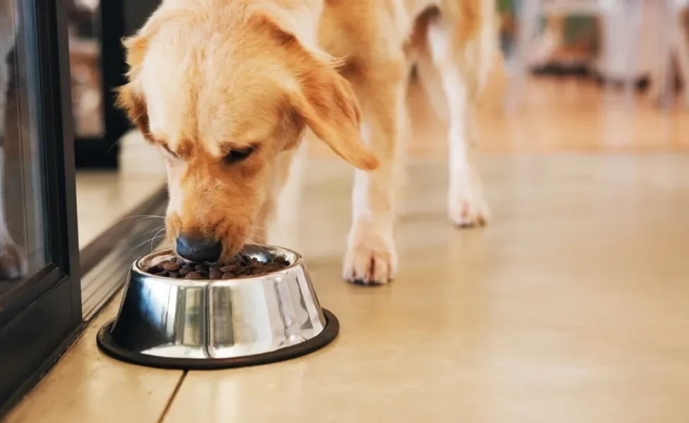 Cachorro Golden Retriever comendo ração