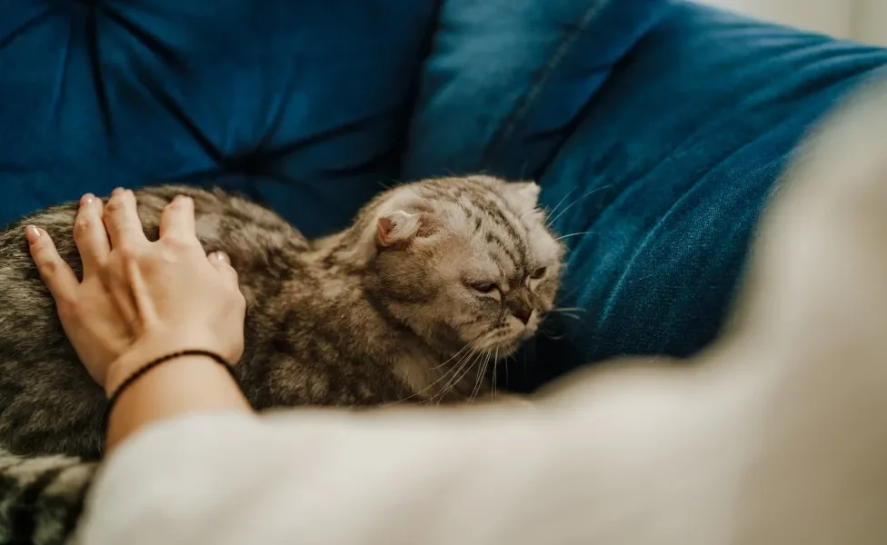 Gato deitado em sofá recebendo carinho de tutora