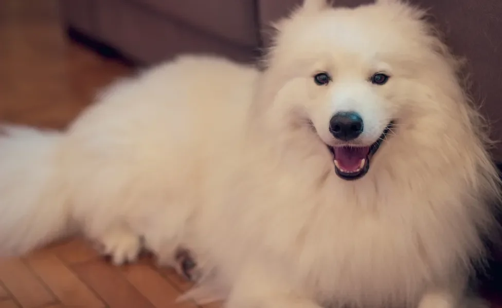 Cachorro Samoieda deitado no chão