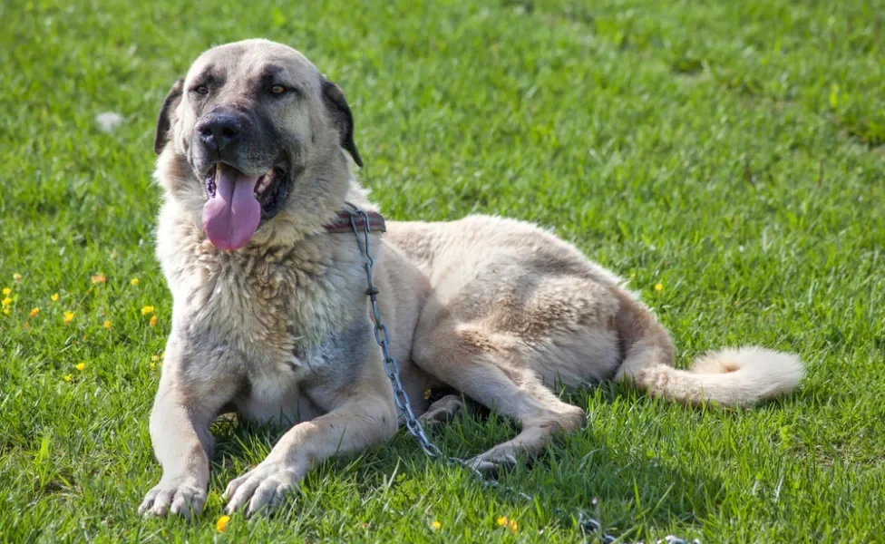 cachorro kangal deitado na grama com a língua aberta feliz