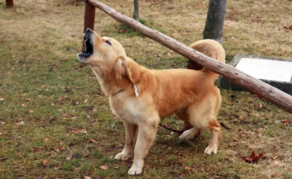 Cachorro amarelo peludo latindo para o alto