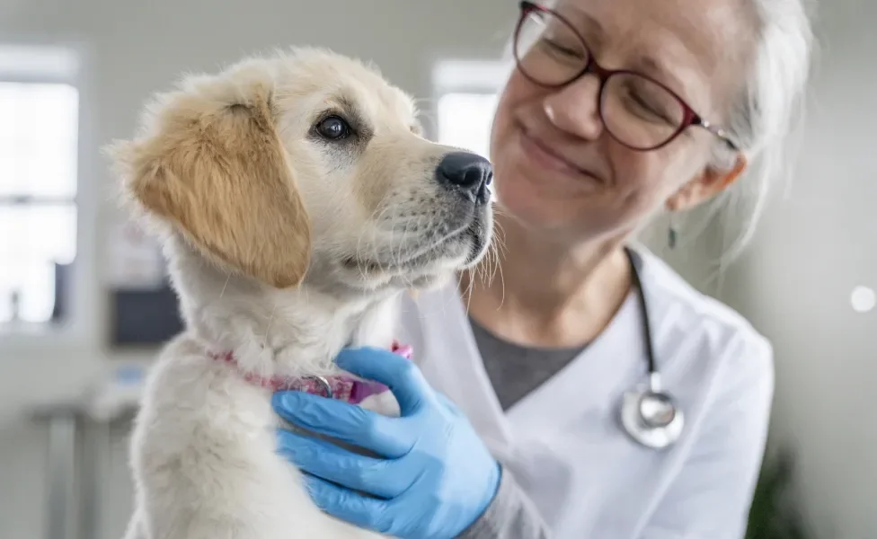Cachorro sendo cuidado e observado por veterinária em consultório