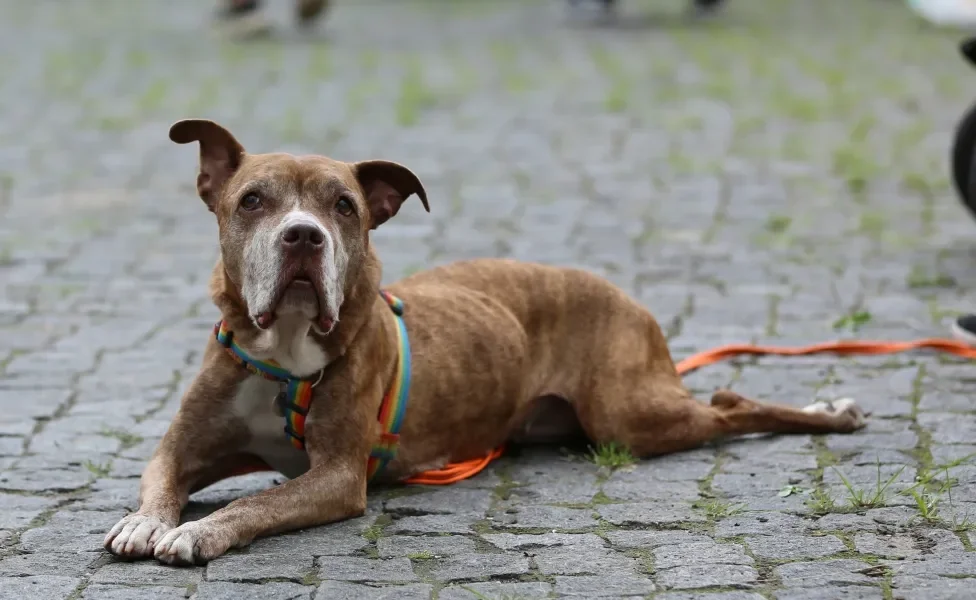 Cachorro marrom deitado no chão