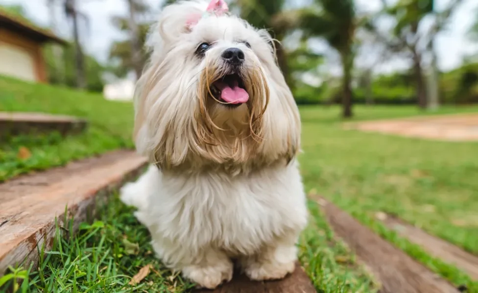 cachorro lhasa apso no jardim