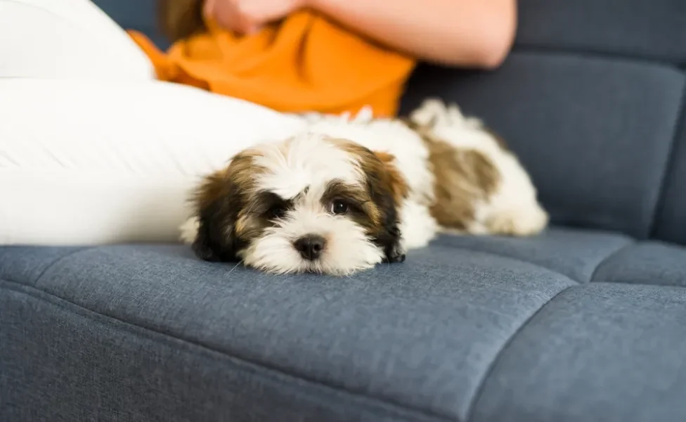 Filhote de cachorro Lhasa Apso deitado no sofá