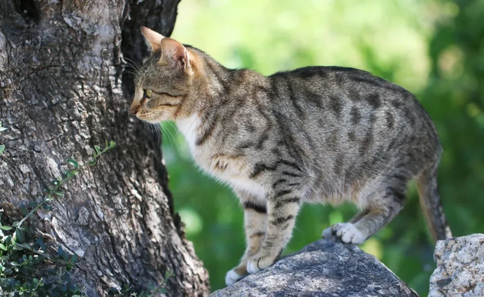 Lince doméstico na natureza