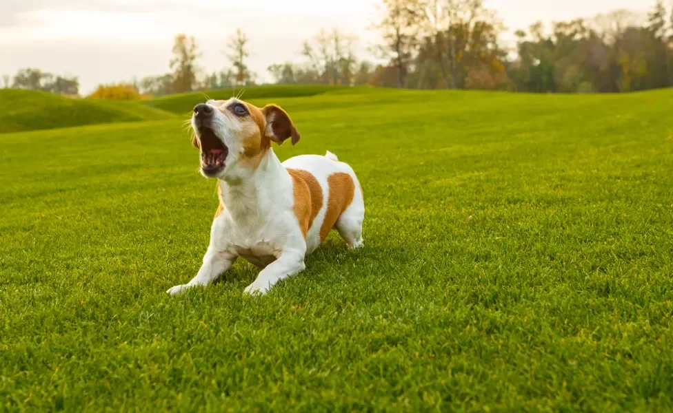 linguagem corporal canina: cachorro latindo