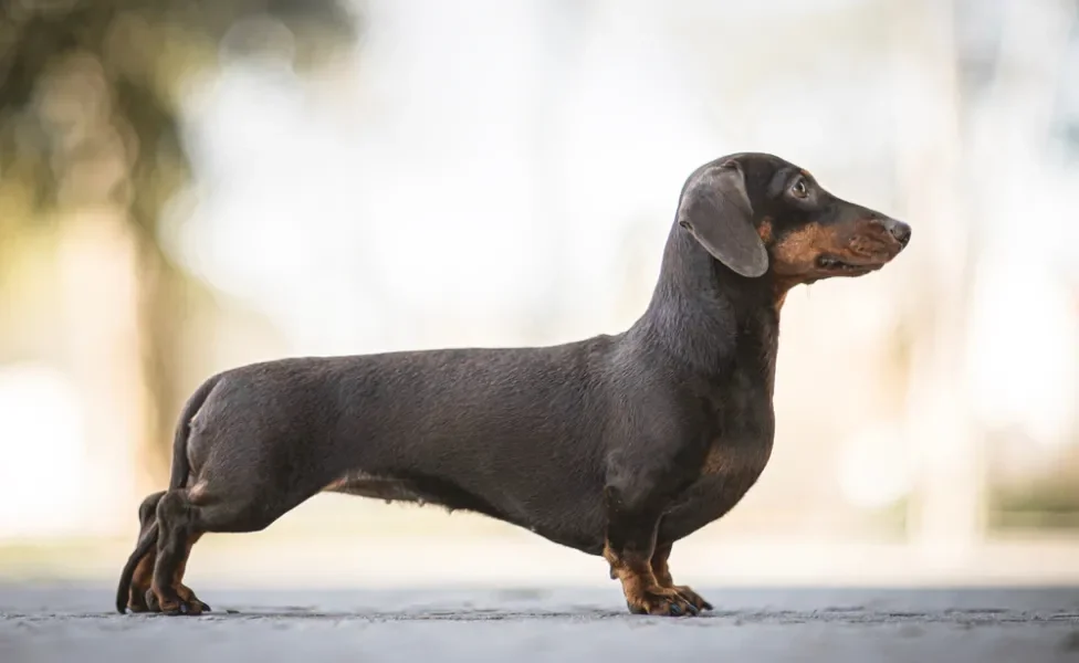 luxação de patela em cães: cachorro Dachshund andando