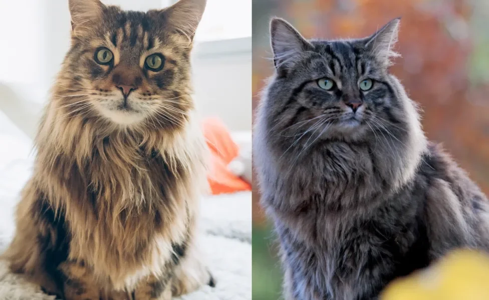 Maine Coon (esquerda) Norueguês da Floresta (direita)