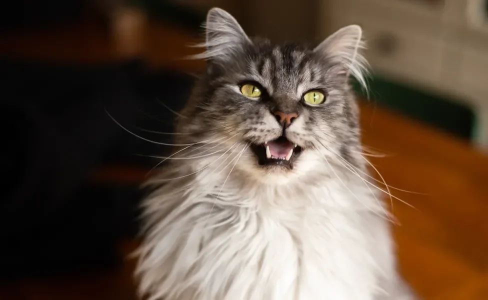 gato maine coon sorrindo