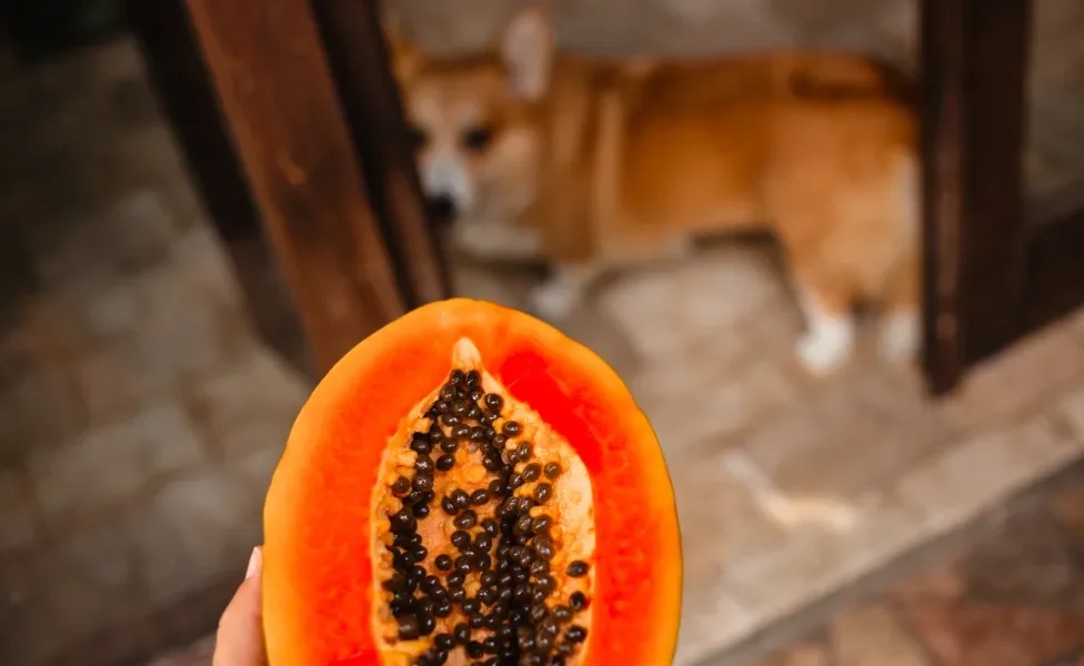 cachorro e mamão