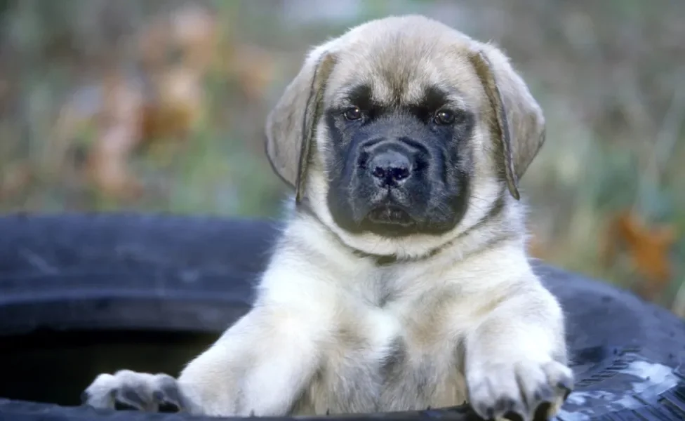 Mastiff Inglês filhote dentro de pneu