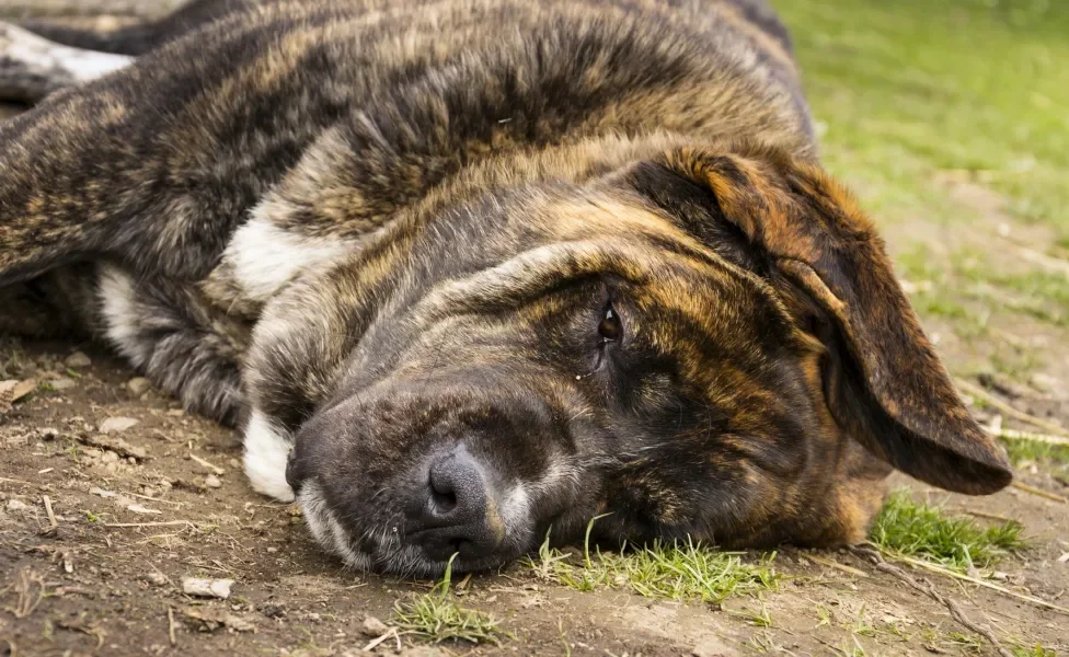 Mastiff Inglês deitado em chão de terra e grama