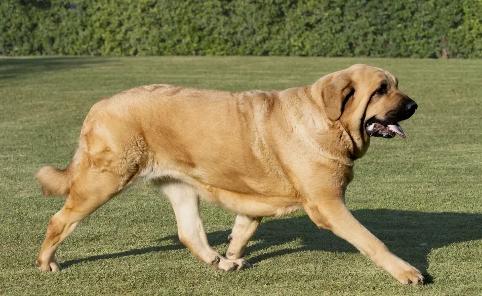 Mastim Espanhol de perfil