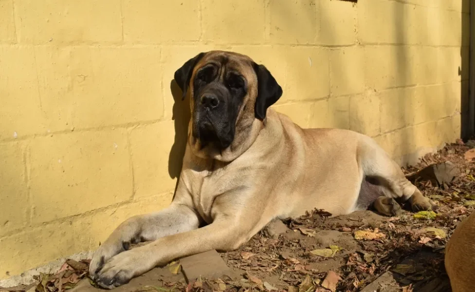 Mastim Inglês deitado tomando sol