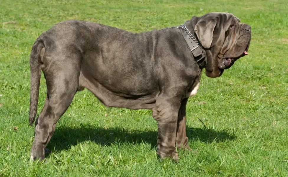 Cachorro Mastim Napolitano de perfil