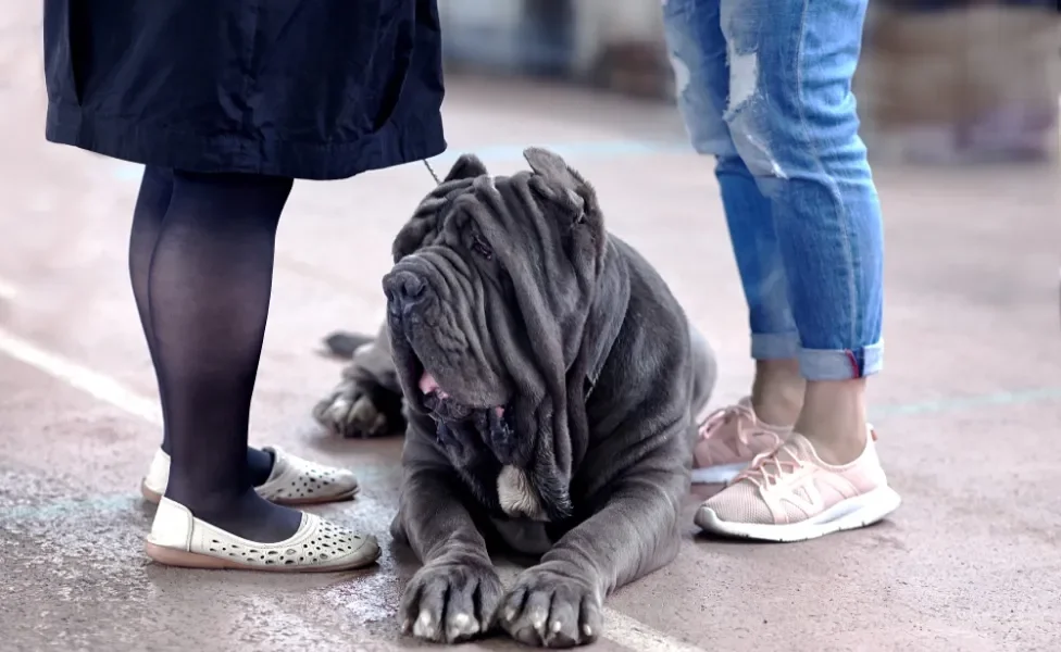 cachorro mastim napolitano preto deitado no chão entre duas pessoas